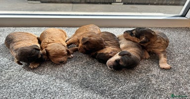 Cockapoo dogs - Advert 5