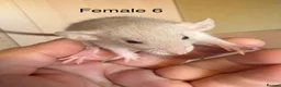 Rat rodents for sale: Mixed sex dwarf Dumbo Rats - Advert 26