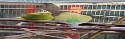 Budgerigars birds for sale: Baby budgies, easily tamed. Mixed colours - Advert 5