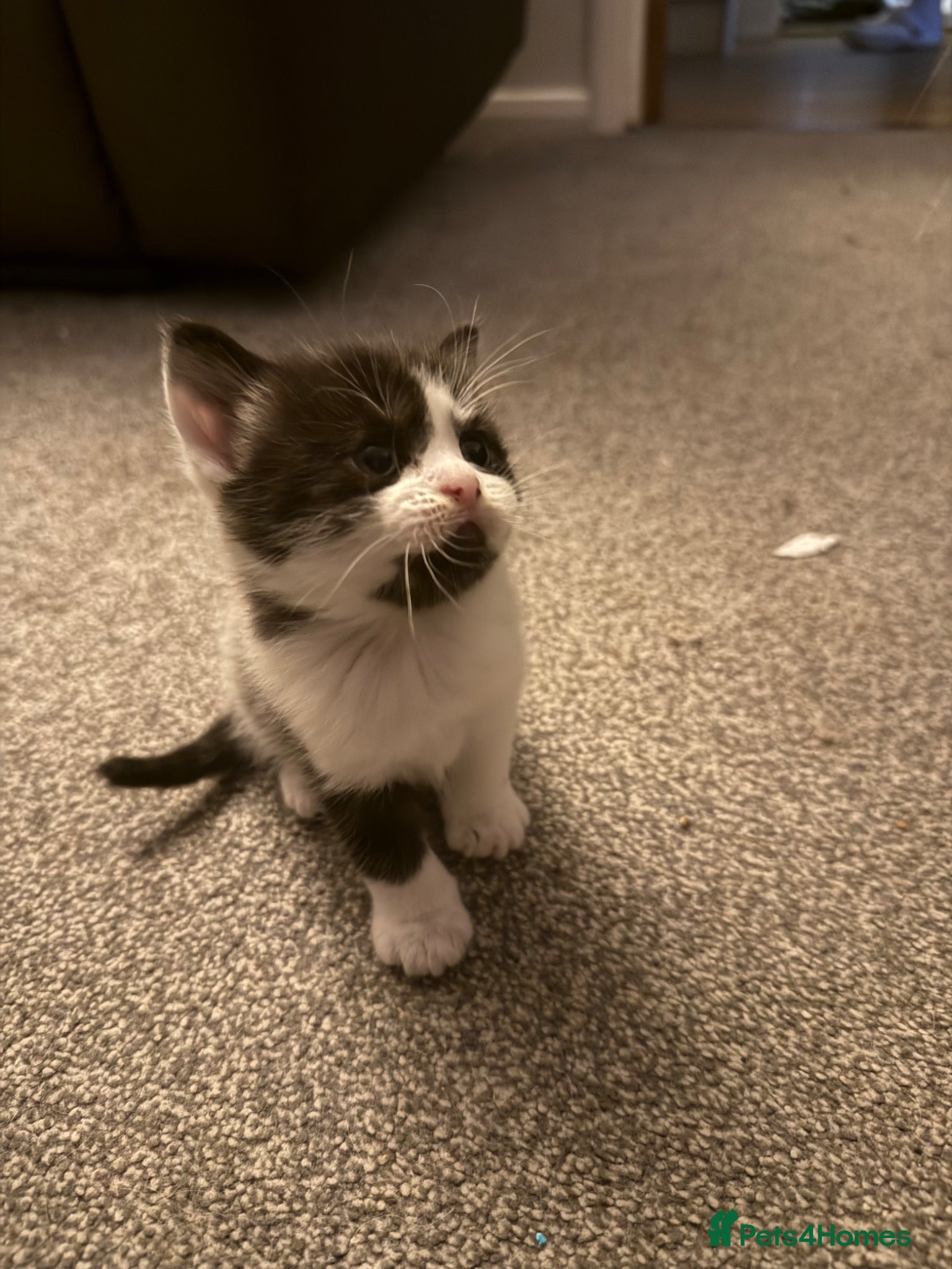 Mixed Breed cats for sale: Beautiful kitten in Dover - Advert 1