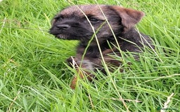 Border Terrier dogs for sale: Border Terrier (GIRL) - Image 1