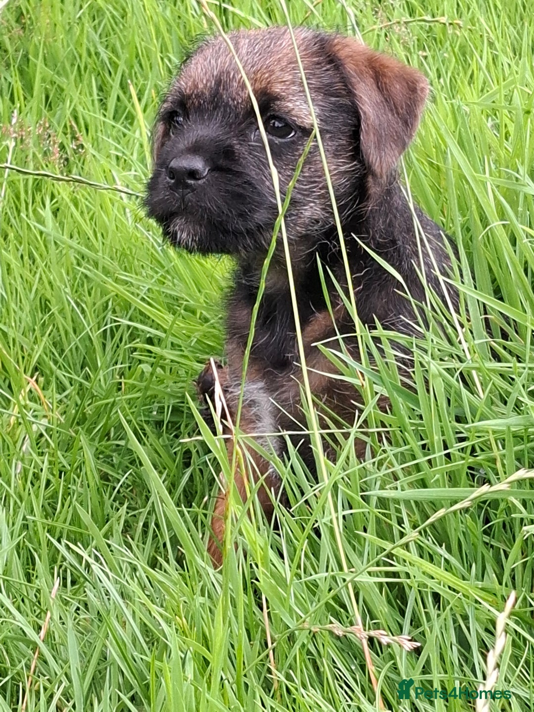Border Terrier dogs for sale: Border Terrier (GIRL) - Image 1