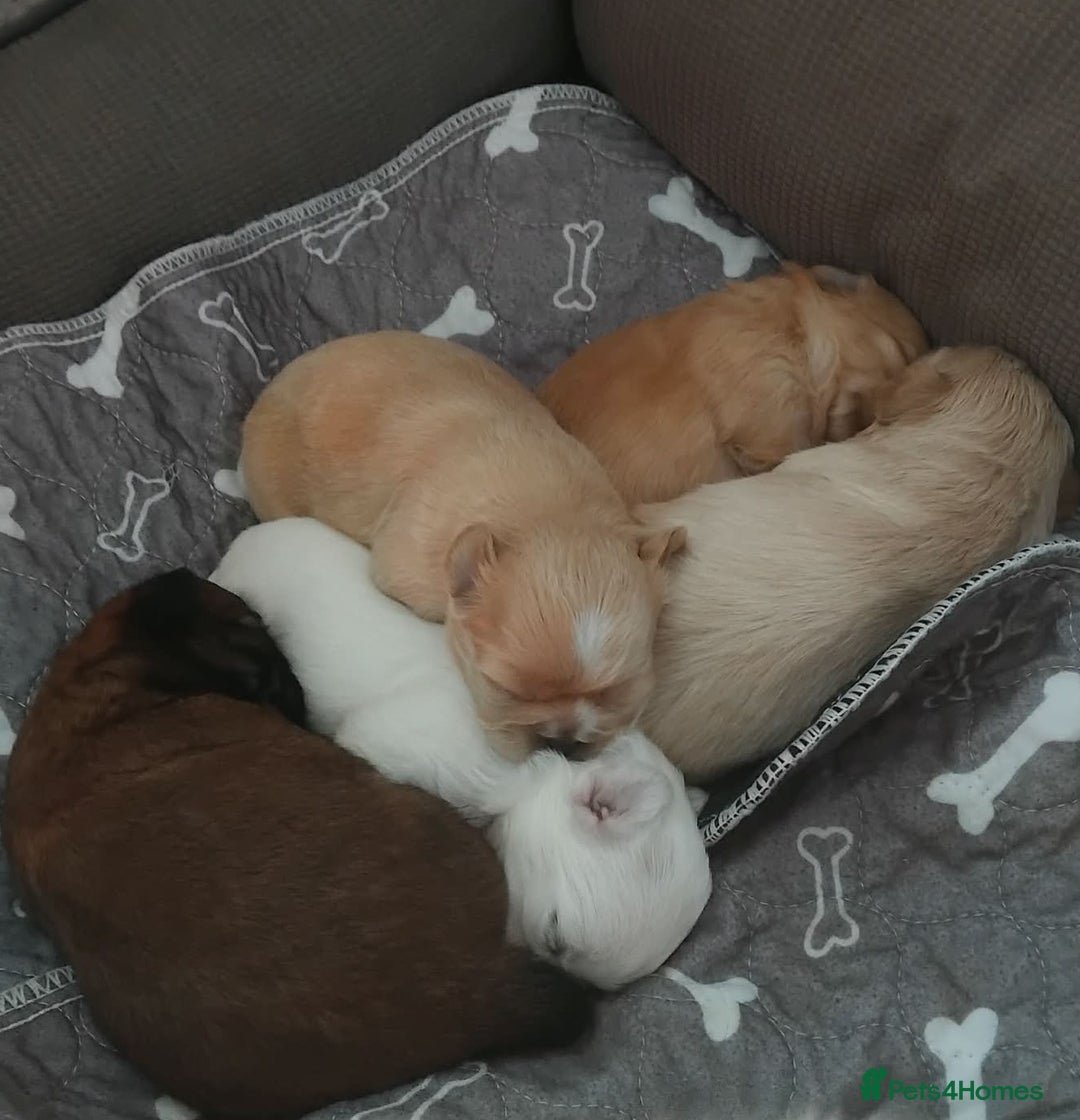 Shih Tzu dogs for sale: Shih Tzu puppies for sale - Advert 6