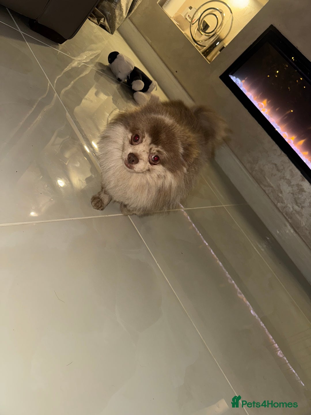 Pomeranian dogs for stud: NICE Lilac Merle STUD  - Advert 3