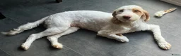 Cockapoo dogs for sale: Absolutely beautiful girl - Advert 7