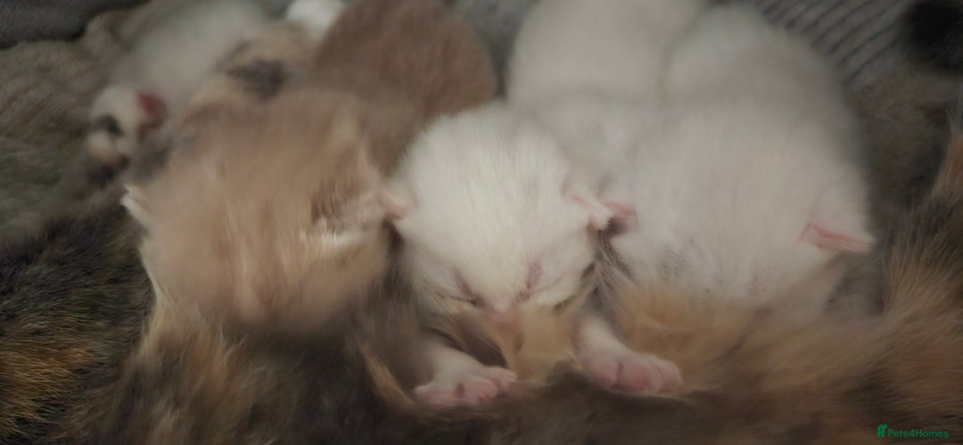 Mixed Breed cats for sale: £350.00 each Scottish straight cross kittens - Image 3