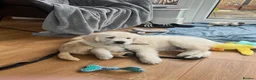 Golden Retriever dogs for sale: Ready now - male chunky cream Golden Retriever  - Advert 8