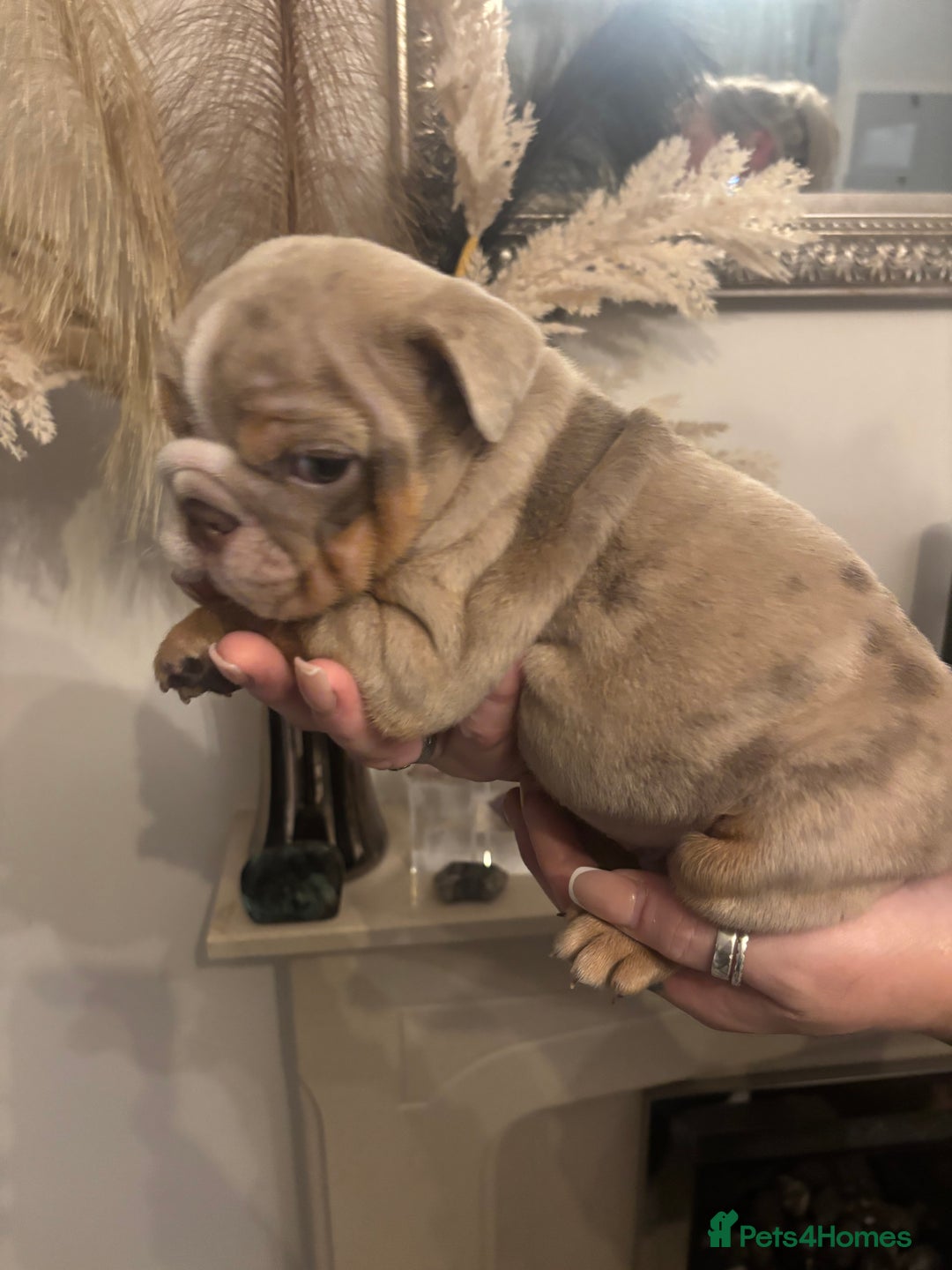 English Bulldog dogs for sale: Amazing quality British bulldog pups  - Advert 8