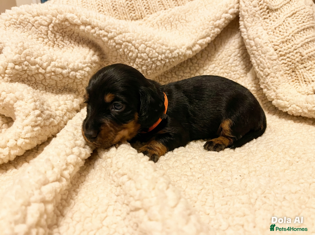 Miniature Dachshund dogs for sale: Miniature Longhaired Dachshund - Advert 10