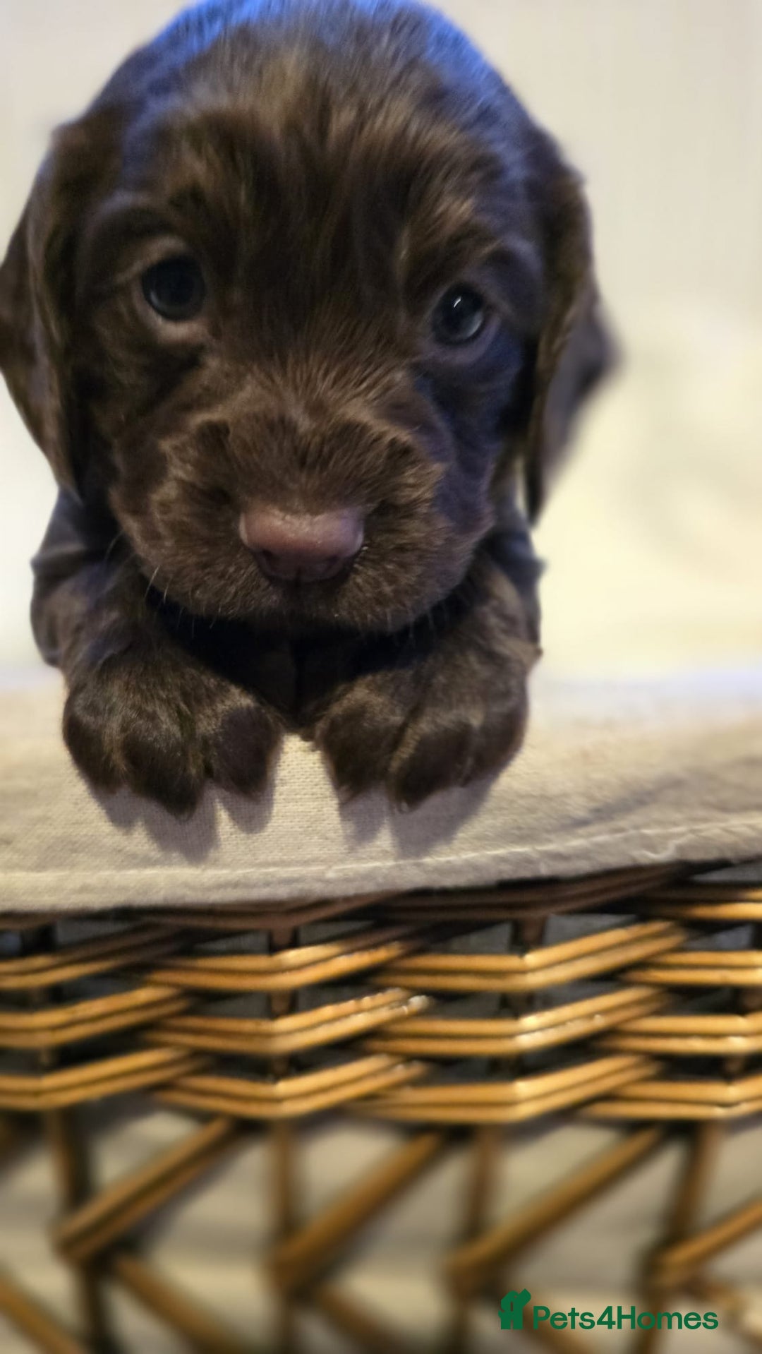 Cocker Spaniel dogs for sale: 3 beautiful working cocker spaniel pups  - Advert 6