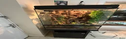 Gecko reptiles for sale: Male Moro Leachie Gecko With Set Up  - Advert 3