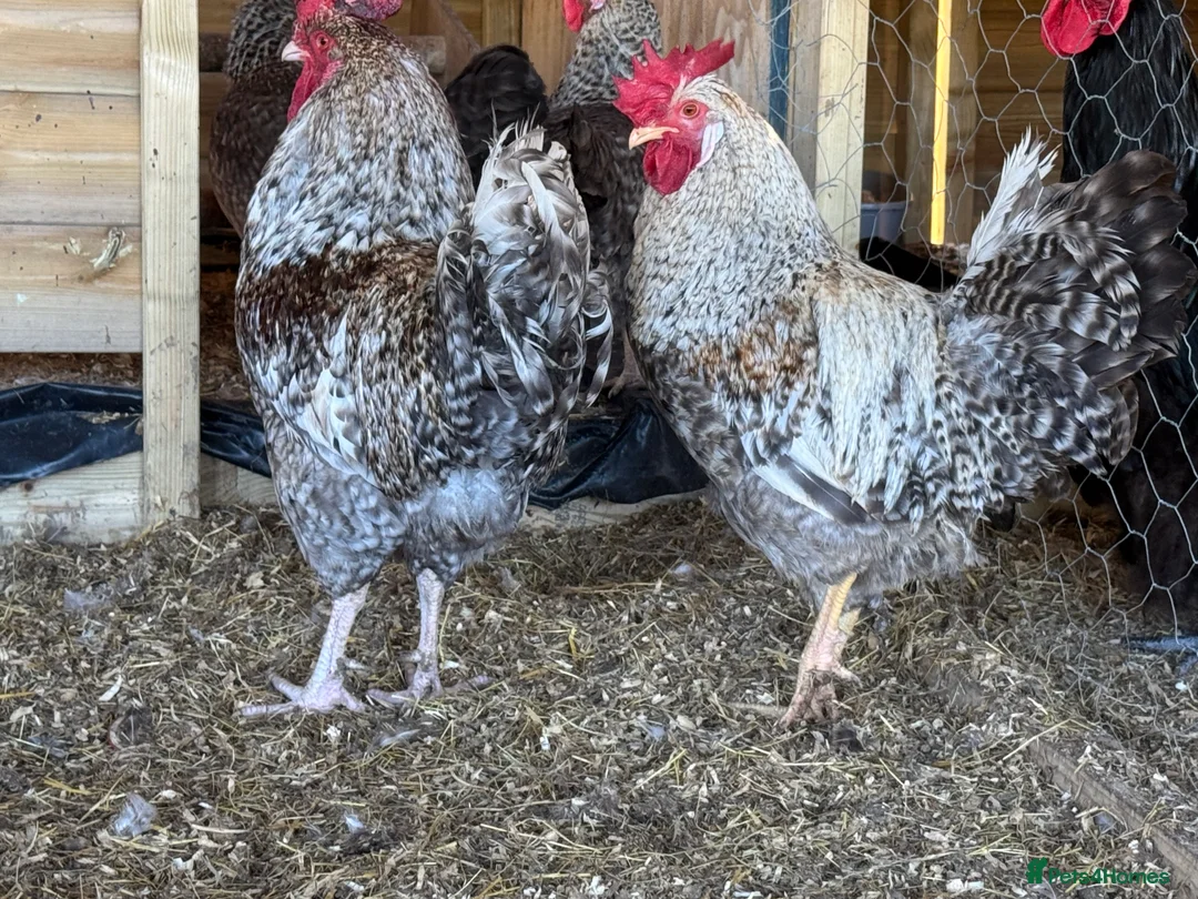Hens poultry for sale: Buff Orpington’s. Brown leghorns.  cream legbars  - Advert 18