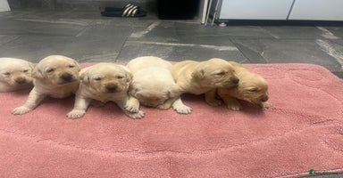 Labrador Retriever dogs - Advert 5