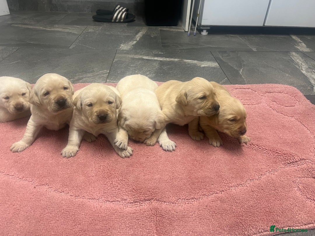 Labrador Retriever dogs for sale: Stunning Labrador puppys - Image 3