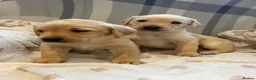 Labrador Retriever dogs for sale: Labrador Puppies  - Advert 7