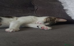 Mixed Breed cats for sale: 2 kittens for rehoming  - Image 6