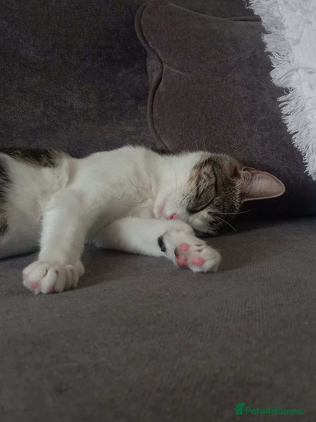 Mixed Breed cats for sale: 2 kittens for rehoming  - Image 6