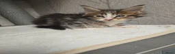 Maine Coon cats for sale: Beautiful Maine Coon Kittens Amazing Lines - Advert 20