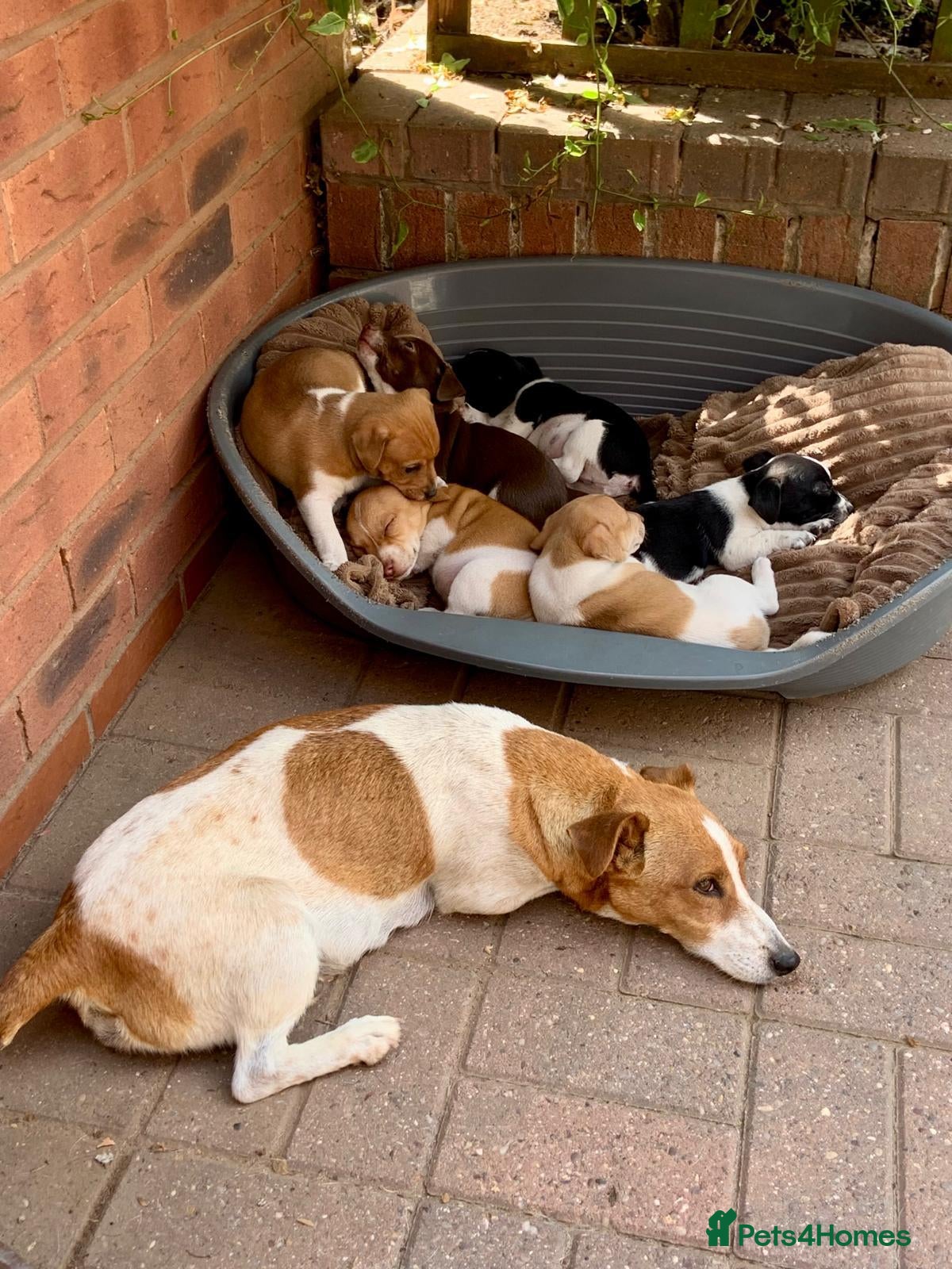Jack Russell dogs Stunning jack Russell puppies - Advert 14