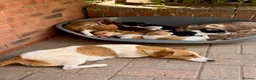 Jack Russell dogs for sale: Stunning jack Russell puppies in Wolverhampton - Advert 1