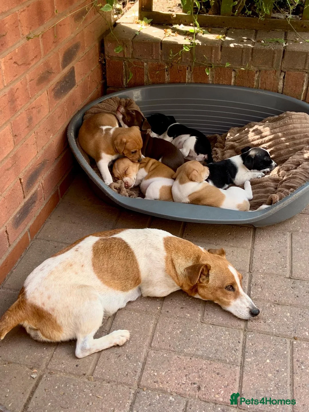Jack Russell dogs for sale: Stunning jack Russell puppies in Wolverhampton - Advert 1
