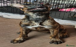 Mixed Breed dogs for sale: Last Brindle Female  - Image 2