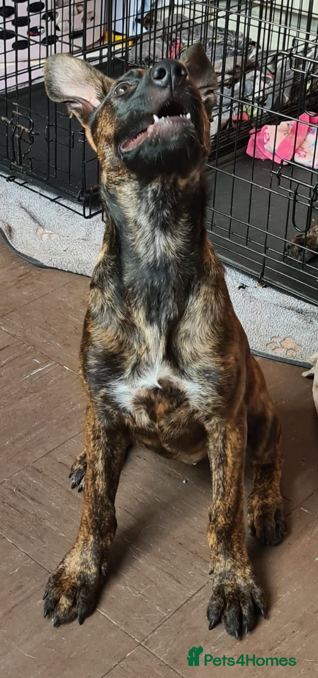 Mixed Breed dogs for sale: Last Brindle Female  - Image 2
