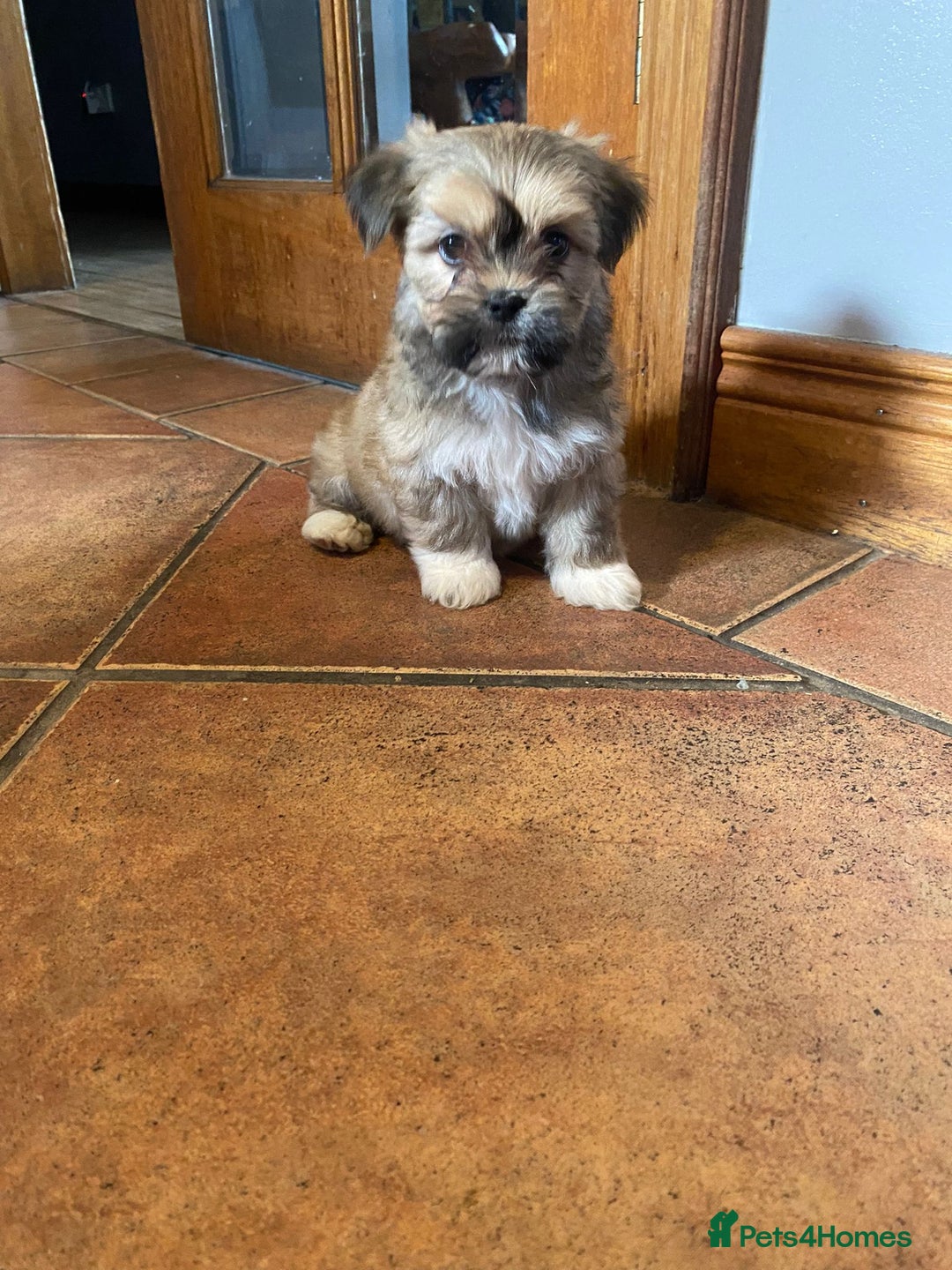 Lhasa Apso dogs for sale: Pure bred Lhasa apso pups  - Image 11