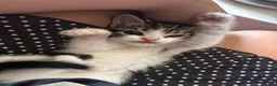 American Shorthair cats for sale: American short hairs ready to go  in Southampton - Advert 6