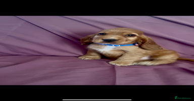 Cocker Spaniel dogs - Advert 2