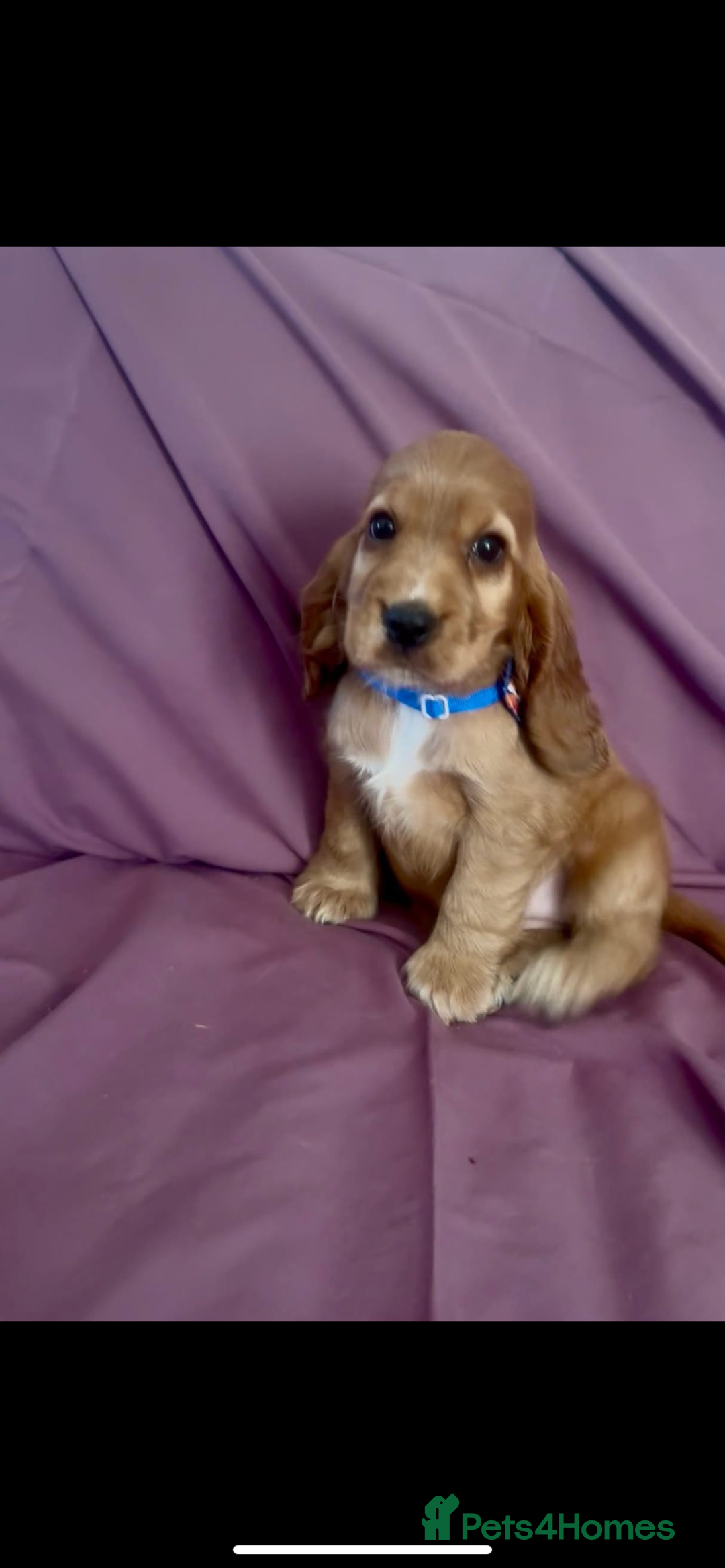 Cocker Spaniel dogs for sale: Fox red show cocker spaniels  - Image 2