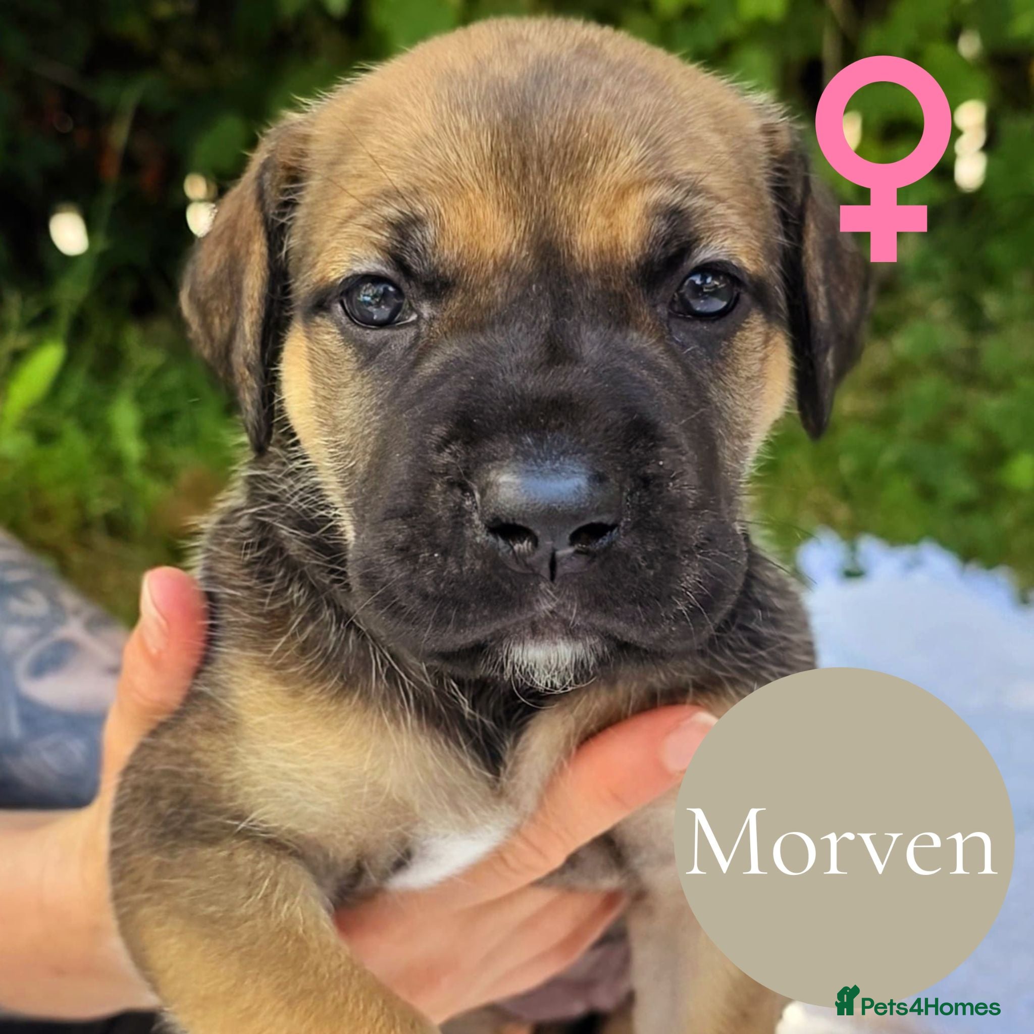 Mixed Breed dogs GreatDane x CaneCorso Pups-Exceptional Temperament - Advert 2