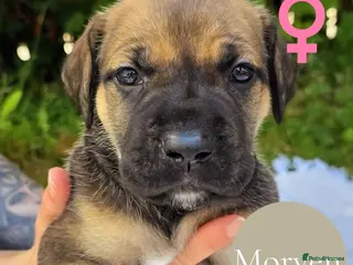 Mixed Breed dogs GreatDane x CaneCorso Pups-Exceptional Temperament - Advert 2