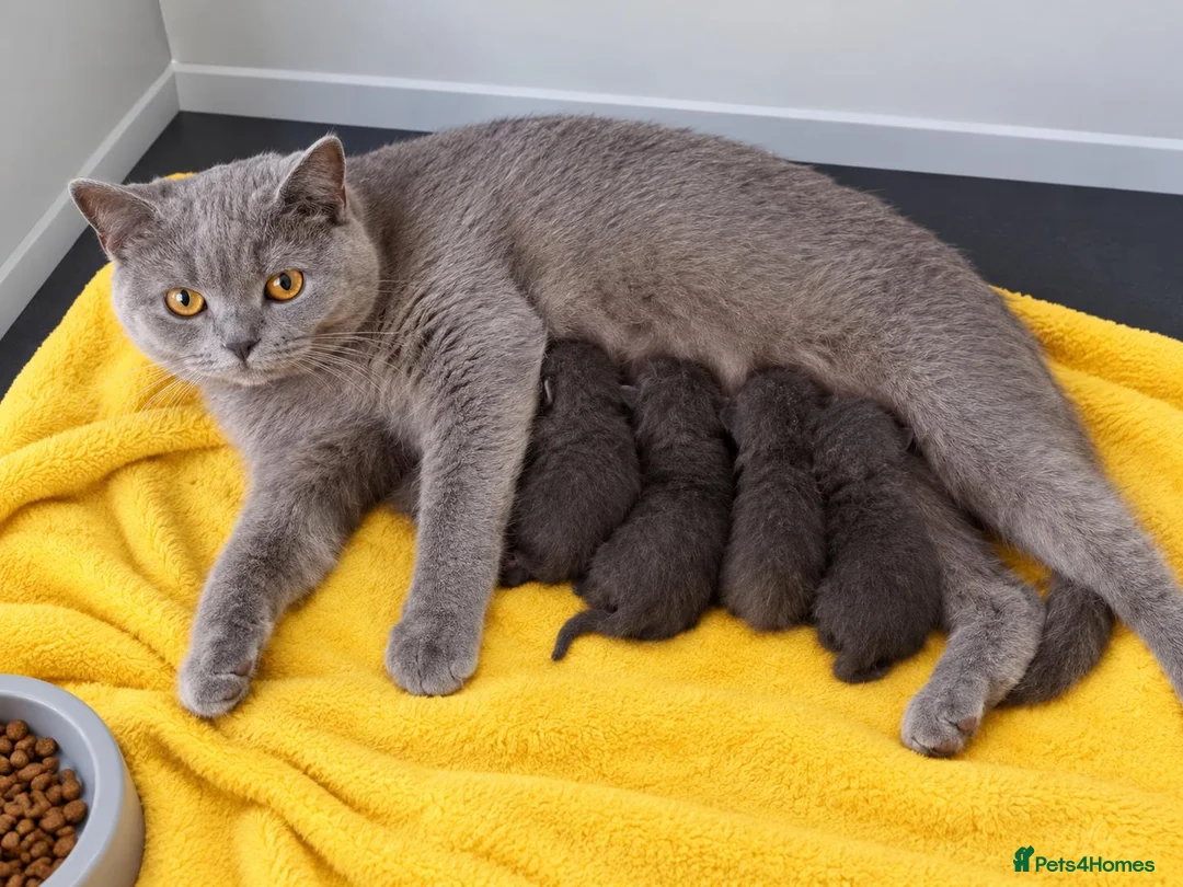 British Shorthair cats for sale: Beautiful chocolate british short haired kittens  - Advert 2