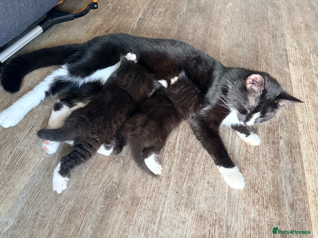 British Shorthair cats for sale: 2 Tuxedo kittens - Advert 2