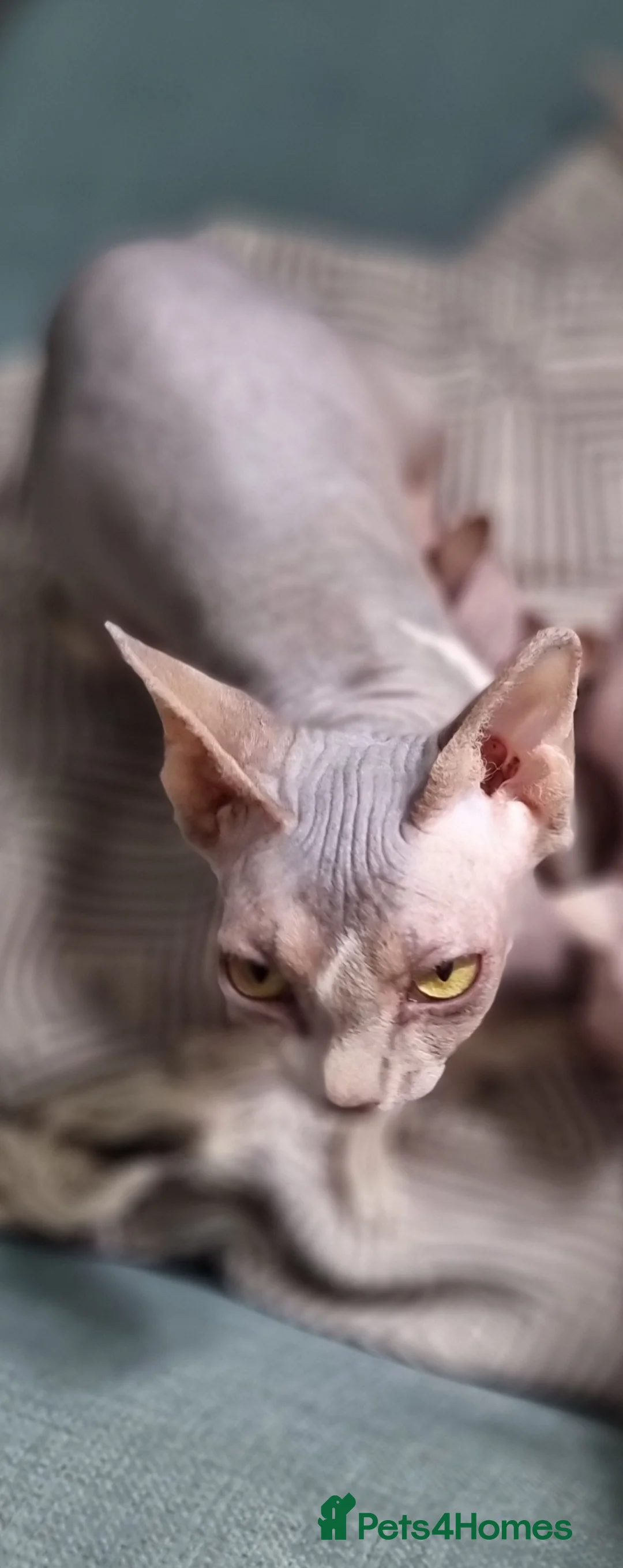 Mixed Breed cats for sale: Beautiful Half Sphynx Kittens - Advert 1