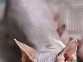 Mixed Breed cats Beautiful Half Sphynx Kittens - Advert 1