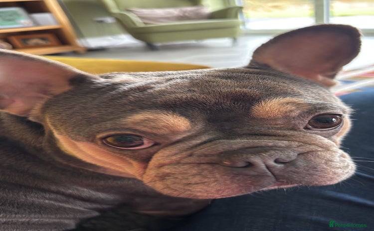 French Bulldog dogs - Advert 1