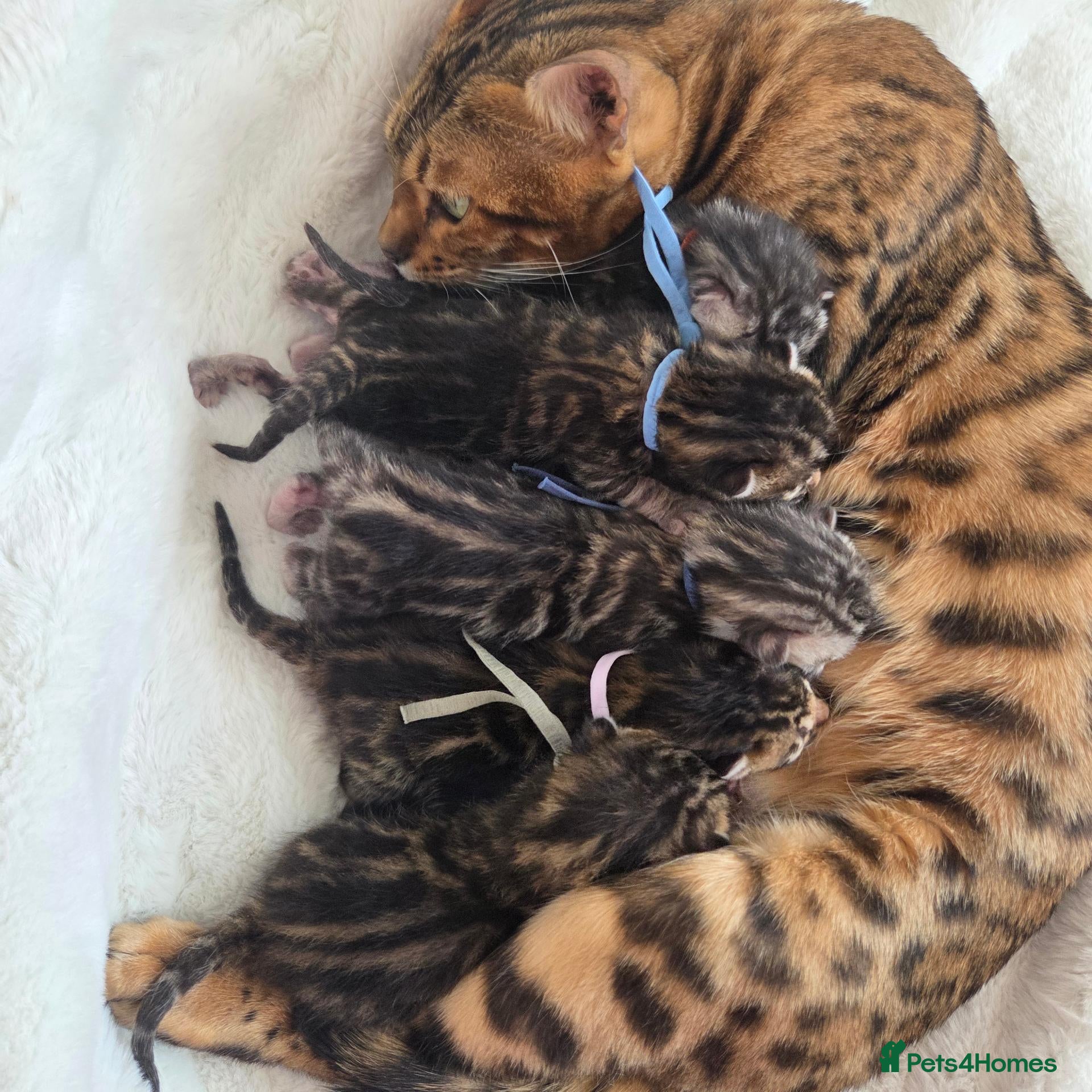 Bengal cats  Purebred TICA Registered Bengal Kittens 🐾 - Advert 2