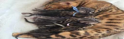 Bengal cats for sale:  Purebred TICA Registered Bengal Kittens 🐾 - Advert 1