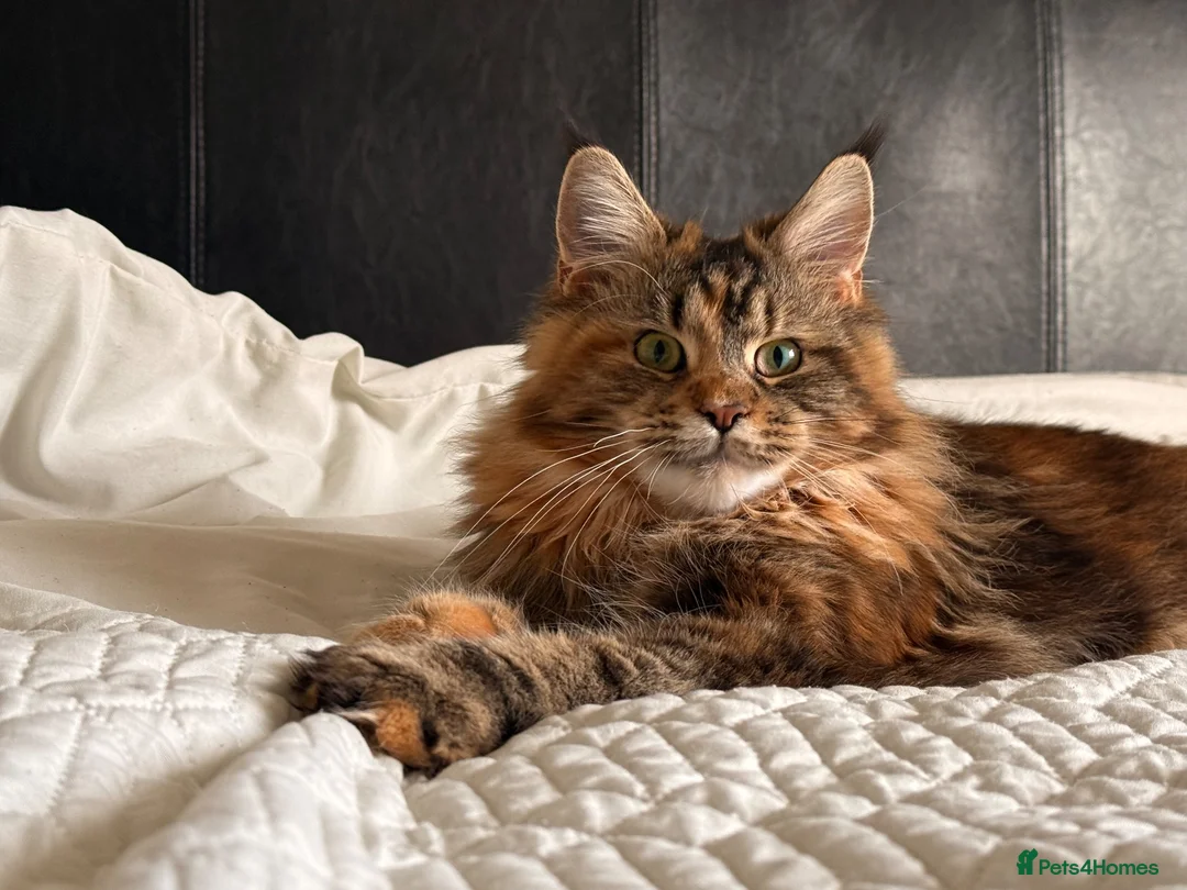 Maine Coon cats for sale: 4 beautiful playful Maine Coon kittens  in Glastonbury - Advert 22
