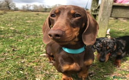 Miniature Dachshund dogs for stud: Proven, KC, PRA clear, tested Miniature Dachshund in Hinckley - Image 2