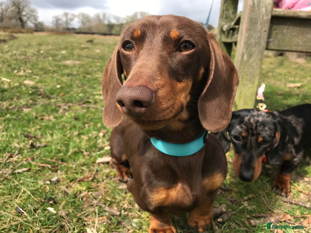 Miniature Dachshund dogs for stud: Proven, KC, PRA clear, tested Miniature Dachshund in Hinckley - Image 2