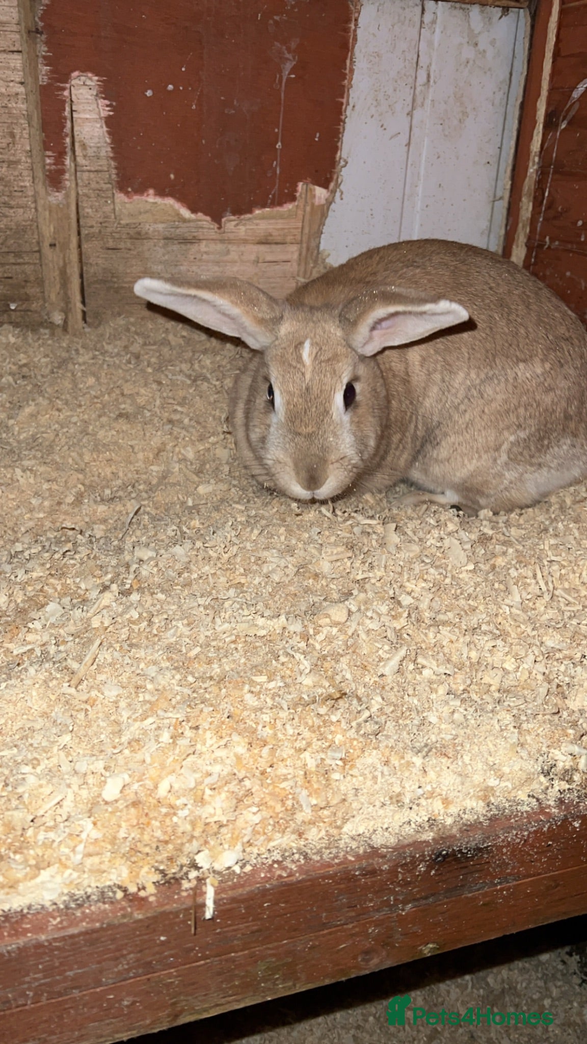 Mixed Breed rodents 2x rabbits  - Advert 2