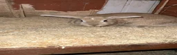 Mixed Breed rodents for sale: 2x rabbits  in Redcar - Advert 1