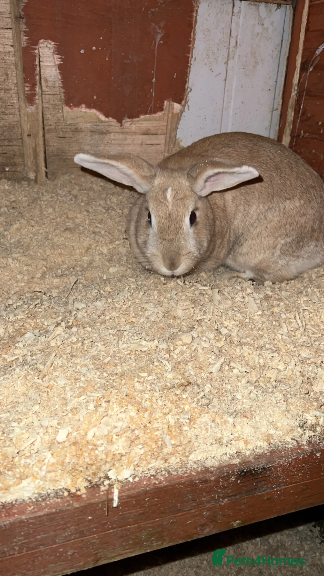 Mixed Breed rodents for sale: 2x rabbits  in Redcar - Advert 1