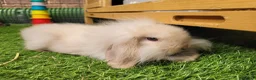 Mini Lion Lop rabbits for sale: Adorable Mini Lion Lops - READY JULY 1ST - Advert 6
