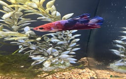 Bettas fish for sale: Betta fish seeking homes  - Image 7