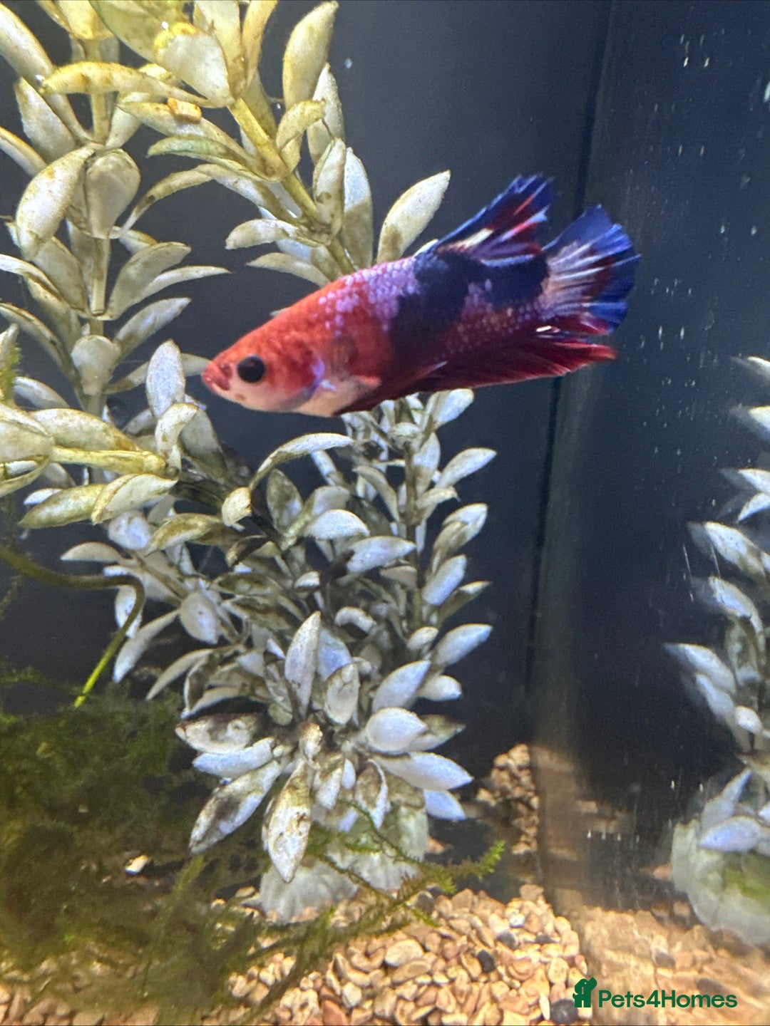 Bettas fish for sale: Betta fish seeking homes  - Image 7