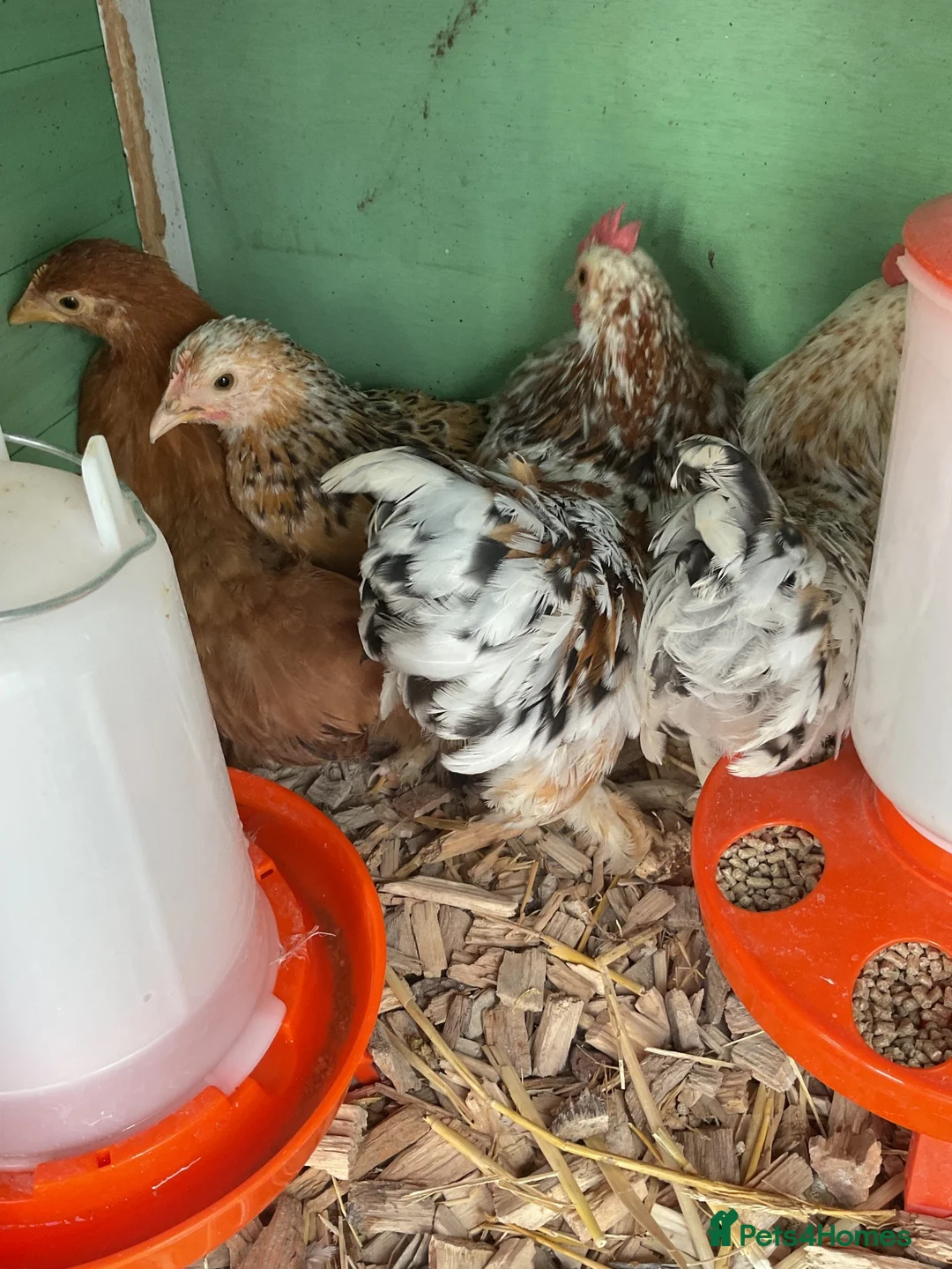 Chickens poultry for sale: PEKIN PAIR X 2 in Blackpool - Advert 5